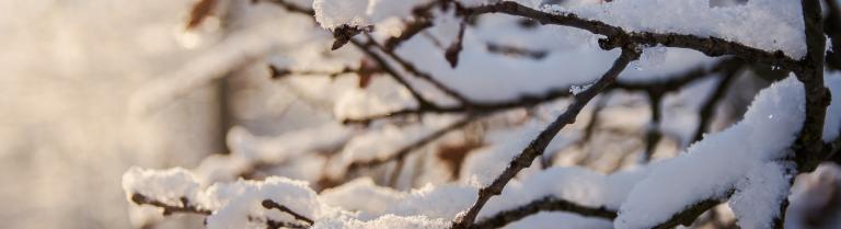 Äste mit Schnee bedeckt