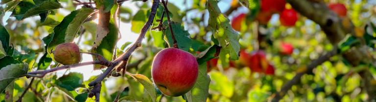 Apfelbaum mit Frucht
