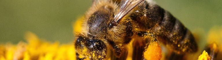 Nahaufnahme Biene mit Blütenstaub