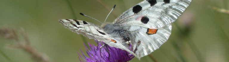 Apollo Schmetterling sitzt auf einer Distel 