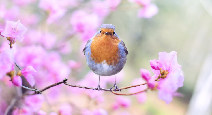 Vogel sitzt auf einem Ast mit Blüten