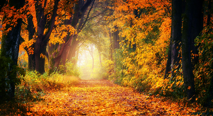 Weg durch einen Wald im Herbst