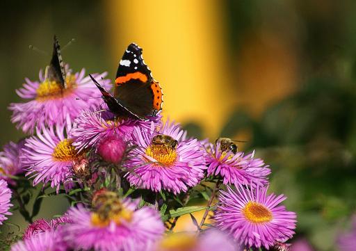 Schmetterling, Blumen und Bienen