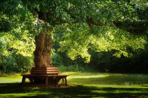 Grosser Baum mit Sitzbank