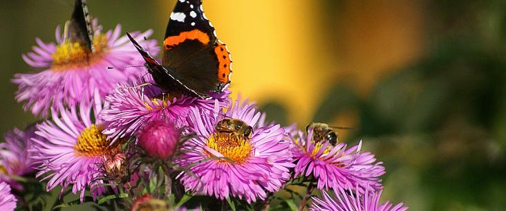 Schmetterling, Blumen und Bienen