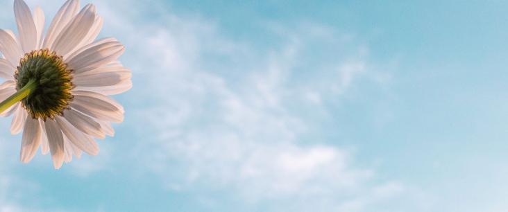Ein Gänseblümchen mit blauem Himmel als Hintergrund