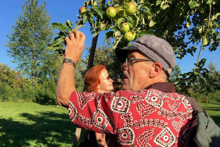 Mann greift nach einem Apfel am Apfelbaum