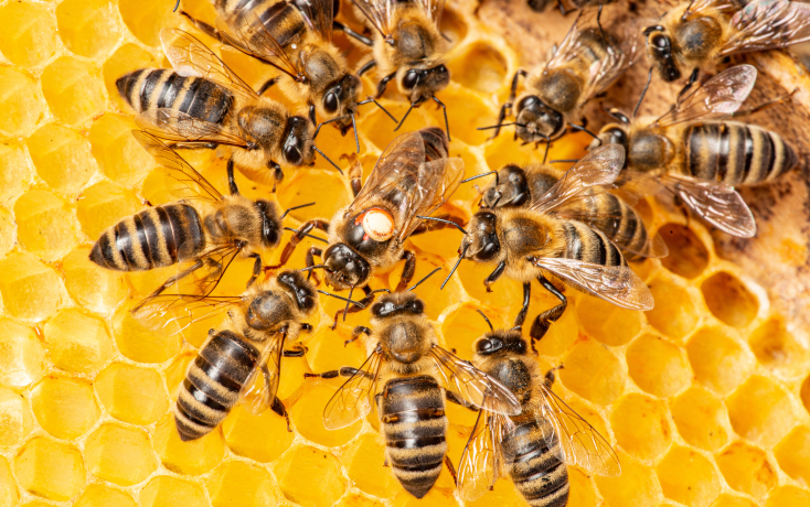 Bienewabe und Bienen