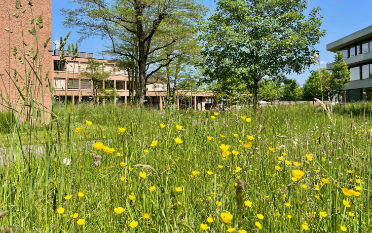 Wiese mit Blumen vor dem Hochschulgebäude Gossau, bei schönem Wetter  
