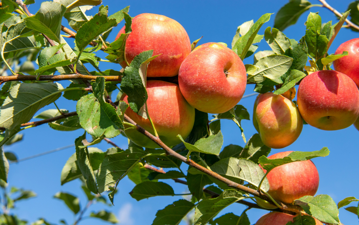 Rote Äpfel an einem Ast