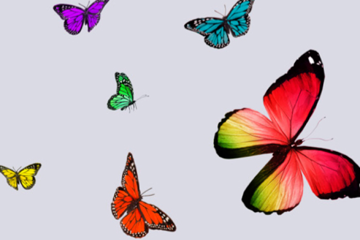 Farbige Schmetterlinge