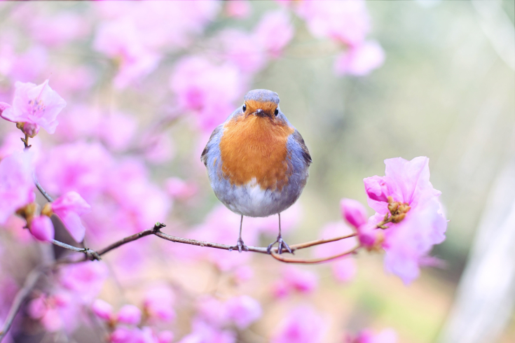 Vogel sitzt auf einem Ast mit Blüten