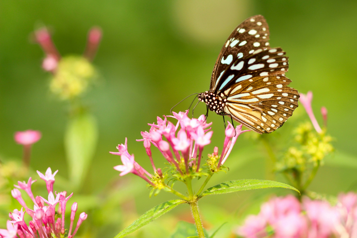 Ein Schmetterling sitzt auf einer rosa Blüte