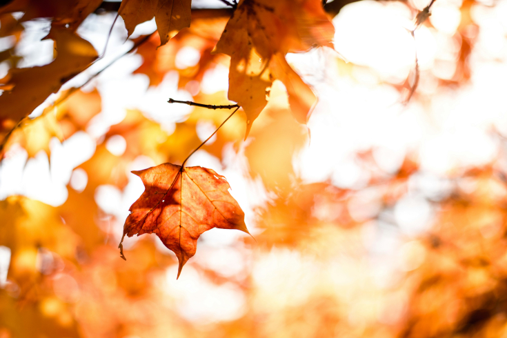Wald im Herbst